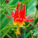 Giant Hybrid Columbine Seeds for Your Backyard