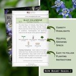 Blue Columbine Flower Seeds - Attract Hummingbirds & Bees