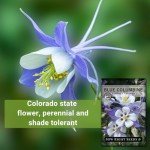 Blue Columbine Flower Seeds - Attract Hummingbirds & Bees