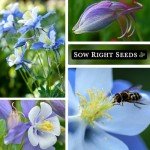 Blue Columbine Flower Seeds - Attract Hummingbirds & Bees
