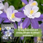Blue Columbine Flower Seeds - Attract Hummingbirds & Bees
