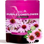 Purple Coneflower Echinacea Seeds - 2300+ Non-GMO