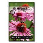 Purple Coneflower Seeds for Herbal Tea Garden