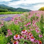 Purple Coneflower Echinacea Seeds - 2300+ Non-GMO