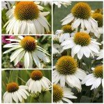 White Swan Coneflower Seeds - Attract Pollinators