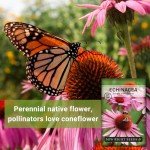 Purple Coneflower Seeds for Herbal Tea Garden