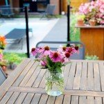 Purple Coneflower Echinacea Seeds - 2300+ Non-GMO