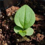 White Swan Coneflower Seeds - Attract Pollinators