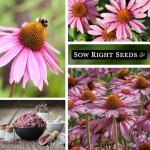 Purple Coneflower Seeds for Herbal Tea Garden