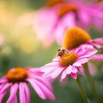 Purple Coneflower Echinacea Seeds - 2300+ Non-GMO
