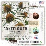 White Swan Coneflower Seeds - Attract Pollinators