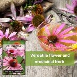 Purple Coneflower Seeds for Herbal Tea Garden