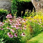 Purple Coneflower Echinacea Seeds - 2300+ Non-GMO