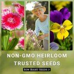 Purple Coneflower Seeds for Herbal Tea Garden