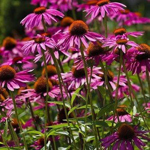 Purple Coneflower (Echinacea) Live Plants - 2 Pack