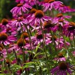 Purple Coneflower (Echinacea) Live Plants - 2 Pack