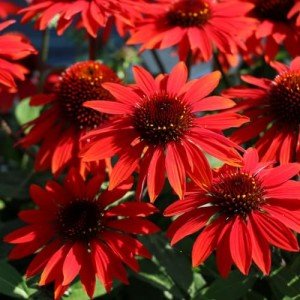 Red Echinacea Seeds - 200+ Pollinator-Friendly Seeds
