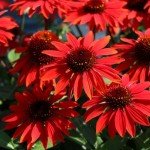 Red Echinacea Seeds - 200+ Pollinator-Friendly Seeds