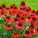 Red Echinacea Seeds - 200+ Pollinator-Friendly Seeds
