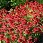 Red Echinacea Seeds - 200+ Pollinator-Friendly Seeds