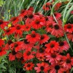Red Echinacea Seeds - 200+ Pollinator-Friendly Seeds