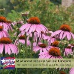 Purple Coneflower (Echinacea) Live Plants - 2 Pack