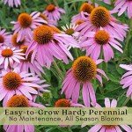 Purple Coneflower (Echinacea) Live Plants - 2 Pack