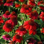 Red Echinacea Seeds - 200+ Pollinator-Friendly Seeds