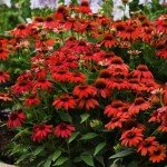 Red Echinacea Seeds - 200+ Pollinator-Friendly Seeds