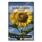 Mammoth Sunflower Seeds - Grow Giant Blooms
