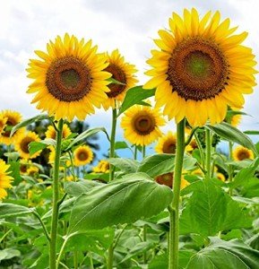 Mammoth Sunflower Seeds – Grow Giant Flowers