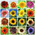 1000+ Heirloom Sunflower Seeds Mix for Planting