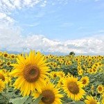 1000+ Heirloom Sunflower Seeds Mix for Planting