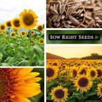 Mammoth Sunflower Seeds - Grow Giant Blooms