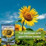 Mammoth Sunflower Seeds - Grow Giant Blooms