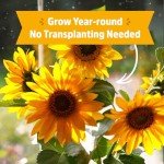 Sunflower Organic Windowsill Planter Kit - Year Round