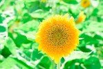 1000+ Heirloom Sunflower Seeds Mix for Planting