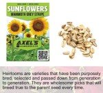 Mammoth Sunflower Seeds – Grow Giant Flowers