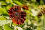 1000+ Heirloom Sunflower Seeds Mix for Planting