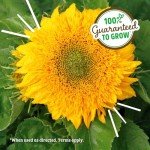 Sunflower Organic Windowsill Planter Kit - Year Round