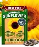 Giant Mammoth Sunflower Seeds for Your Garden
