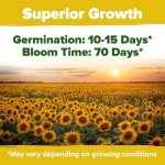 Giant Mammoth Sunflower Seeds for Your Garden
