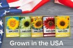 Sunflower Growing Kit: 5 Giant Colorful Seeds