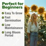 Giant Mammoth Sunflower Seeds for Your Garden