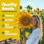Giant Mammoth Sunflower Seeds for Your Garden
