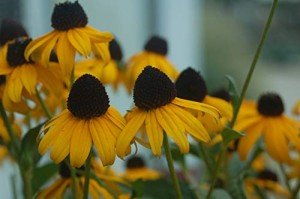 Goldsturm Black Eyed Susan - Yellow Perennial Plant
