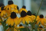 Goldsturm Black Eyed Susan - Yellow Perennial Plant