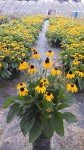 Goldsturm Black Eyed Susan - Yellow Perennial Plant