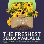 Extra Large Black Eyed Susan Seeds Packet