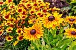 Black Eyed Susan Seeds - 5000 Non-GMO Seeds